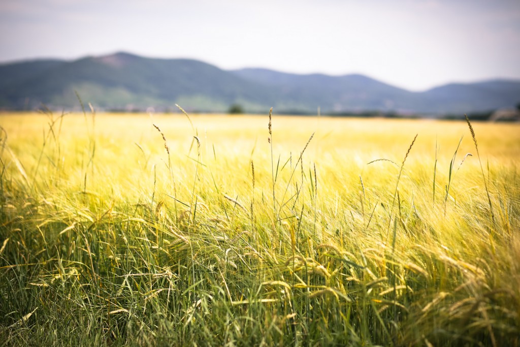 Weizenfeld_3