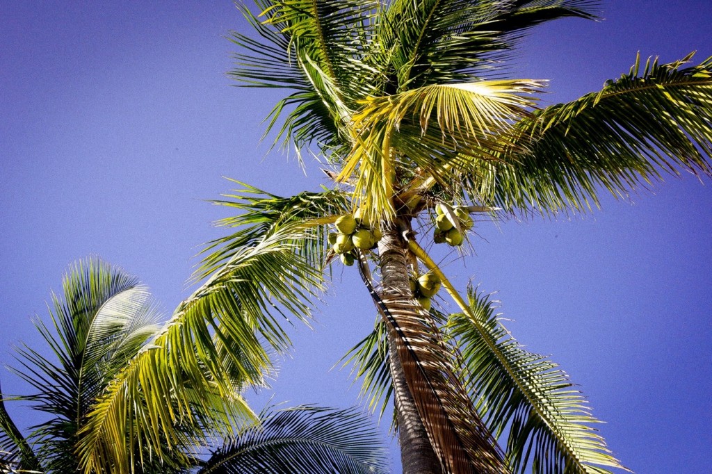 Bahama Mama auf den Bahamas