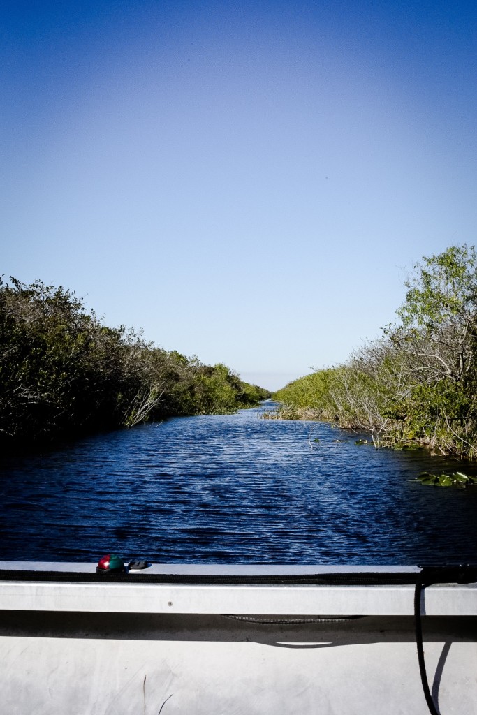 Everglades_1