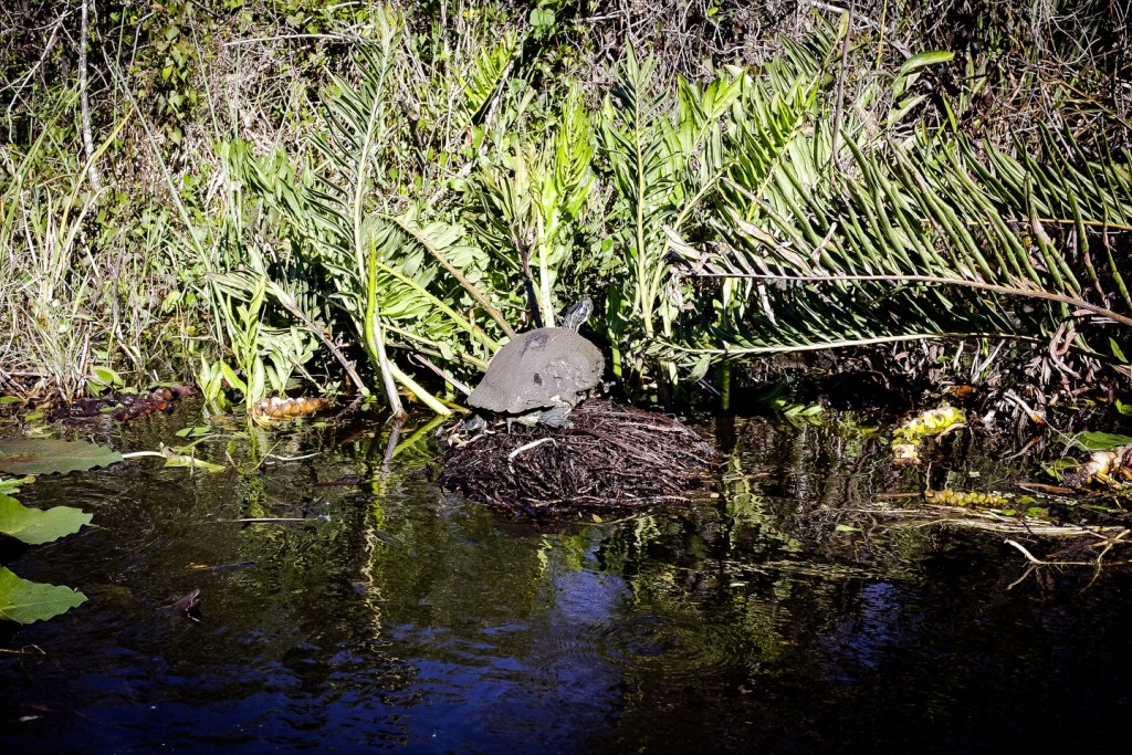 Everglades_2
