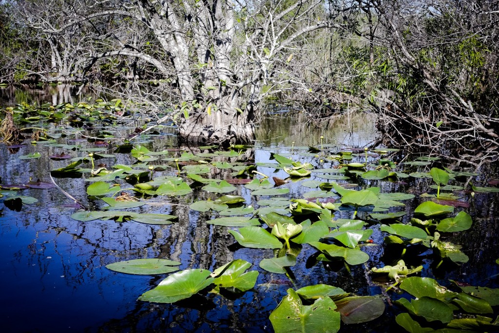 Everglades_3