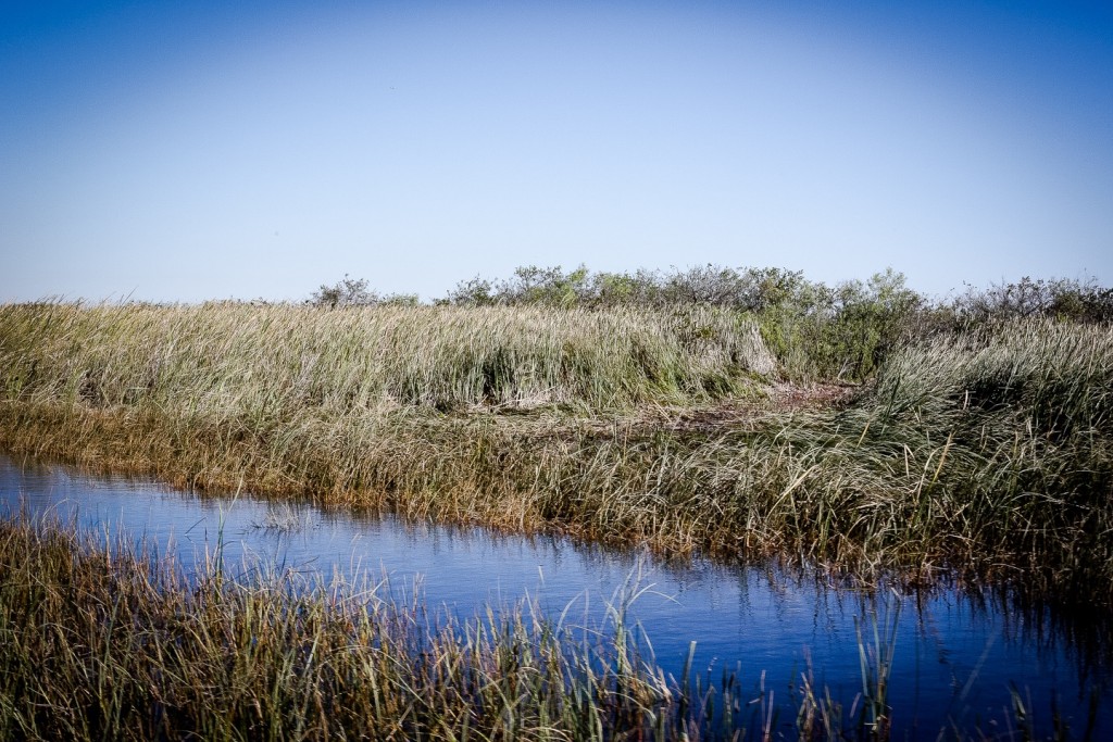 Everglades_4