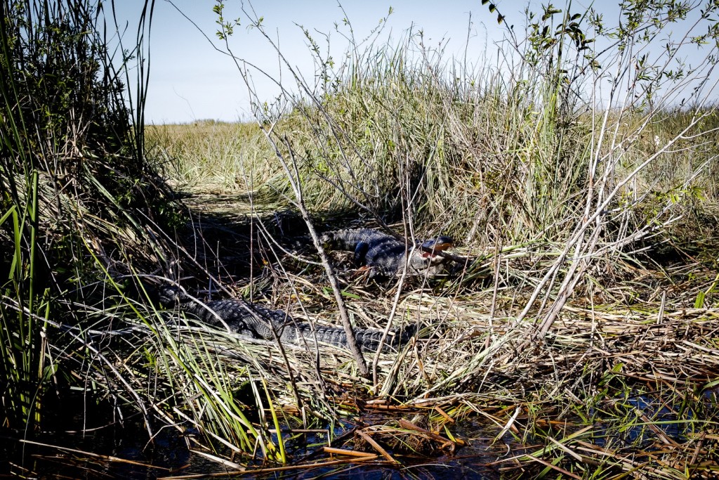 Everglades_5