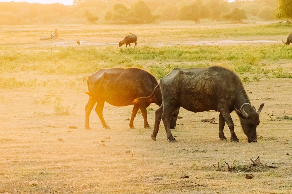 Auf Safaritour im Yala Nationalpark | Sri Lanka