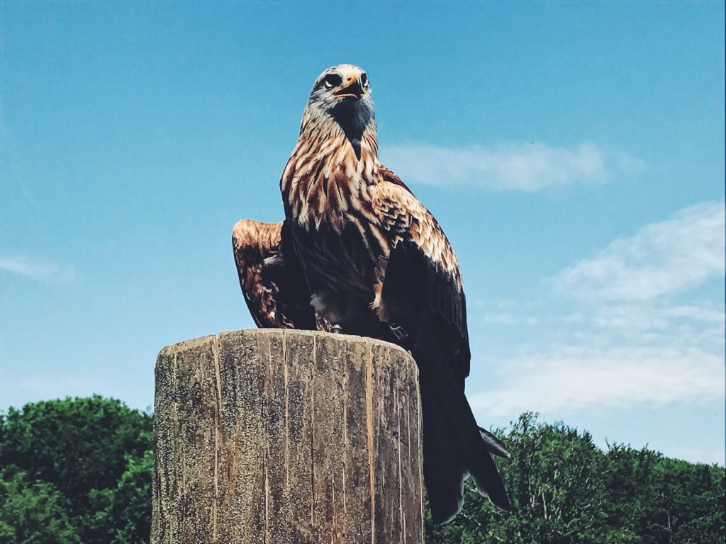 Ausflug in die Eifel mit Action, Adrenalin & Rätseln