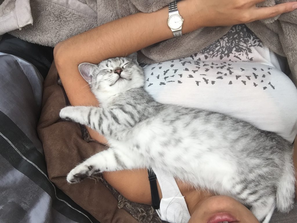 Misou – das neue Familienmitglied