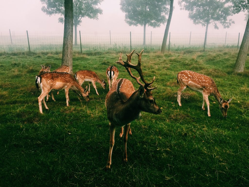 Wenn man den Wald vor lauter Rehe nicht sieht